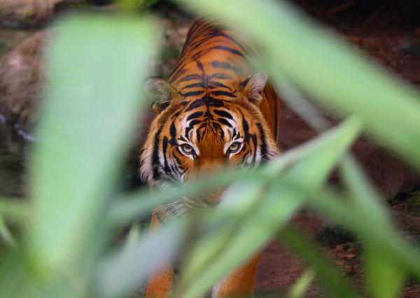 Achtsamkeit gegen Angst Der Tiger im hohen Gras